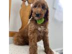 Goldendoodle Puppy for sale in Milford, CT, USA