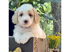 Goldendoodle Puppy for sale in Waco, TX, USA