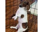 Dachshund Puppy for sale in Bumpass, VA, USA