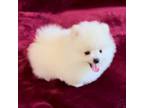 Pomeranian Puppy for sale in Sacramento, CA, USA