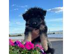 German Shepherd Dog Puppy for sale in Quincy, WA, USA