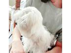 Maltese Puppy for sale in Shelton, WA, USA
