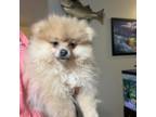 Pomeranian Puppy for sale in Hernando, MS, USA