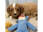 Cavapoo Puppy for sale in Willow Springs, MO, USA
