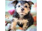 Yorkshire Terrier Puppy for sale in Miami, FL, USA