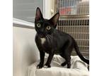 Adopt Motley a Domestic Short Hair