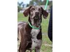 Adopt Charlie a Catahoula Leopard Dog, Mixed Breed