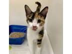 Adopt Reagan a Domestic Short Hair