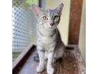 Adopt BISBY a Domestic Short Hair