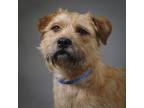 Adopt Willie a Welsh Terrier