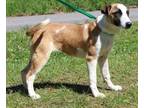 Adopt Valor 39425 a Shepherd, Whippet