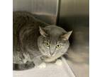 Adopt Dorae a Domestic Short Hair