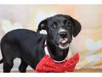 Adopt Abu a Labrador Retriever