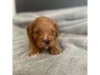 Cavapoo Puppy for sale in Minneapolis, MN, USA