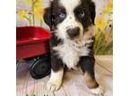 Australian Shepherd Puppy for sale in Homerville, GA, USA