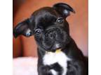 French Bulldog Puppy for sale in Centerville, OH, USA