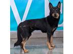 Adopt Milie a German Shepherd Dog, Australian Kelpie