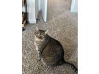 Adopt Macy a Domestic Short Hair