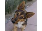 Adopt Wanda a German Shepherd Dog, Mixed Breed