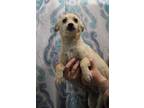 Adopt Sunny Anderson a Terrier, Mixed Breed