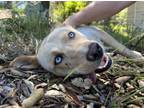 Adopt Vixen a Siberian Husky, Australian Cattle Dog / Blue Heeler