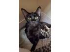 Adopt Stir Fry a Domestic Short Hair