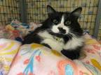 Adopt Oreo a Domestic Long Hair