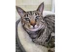 Adopt Abby a Domestic Short Hair