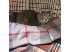 Adopt Grace aka Little Momma a Domestic Short Hair