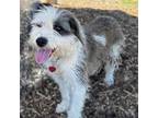 Adopt RUTHIE a Bearded Collie, Mixed Breed