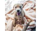 Adopt DARLINGTON a Labrador Retriever, Weimaraner