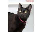 Adopt Luna a Domestic Short Hair