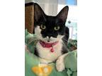 Adopt Crepe Suzette a Domestic Short Hair