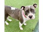 Adopt Pearl a Pit Bull Terrier