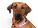 Adopt Daphne a Redbone Coonhound