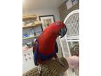 Adopt Ruby a Eclectus