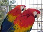 Adopt Marilyn a Macaw