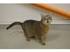 Adopt Kerry a Domestic Short Hair