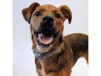 Adopt CT Gigi a Shepherd