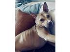 Adopt Snickers a Pit Bull Terrier, Mixed Breed