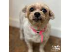 Adopt Twin Star a Poodle