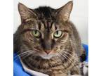 Adopt Sadie a Domestic Short Hair