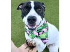 Adopt Snooky a Pit Bull Terrier, Mixed Breed