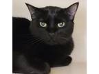 Adopt Luna a Domestic Short Hair