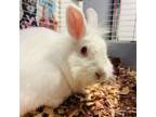 Adopt Angel a Bunny Rabbit