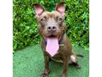 Adopt Akira Suki a Pit Bull Terrier