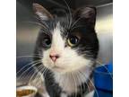 Adopt Alberta a Domestic Short Hair