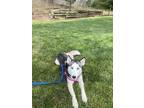Adopt Atlas - IN FOSTER a Siberian Husky, Mixed Breed