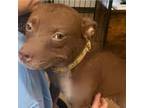 Adopt Foxy Frizzle a Pit Bull Terrier