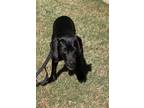 Adopt Bella a Labrador Retriever, Hound